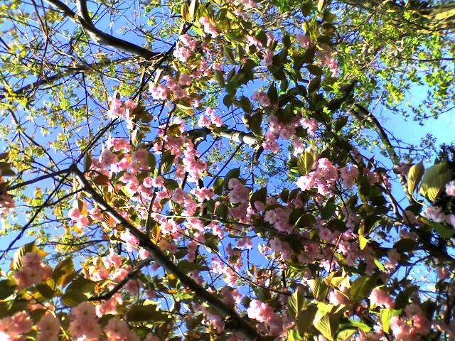 冷え込みの中、散らずに咲く桜